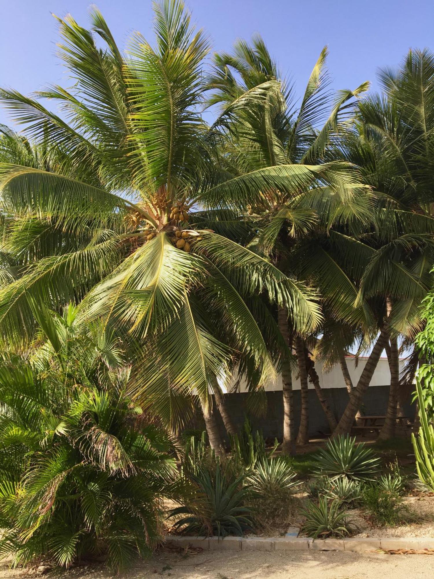 Bubali Gardens By Kamerlingh Villa Noord Esterno foto